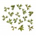 PACK 10Pcs Small Pressed Real Dried Flowers Leaves DIY Jewelry Card Album   302754024333